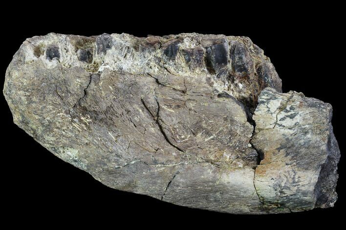 Hadrosaur (Kritosaurus) Jaw Section With Teeth - Texas #88711